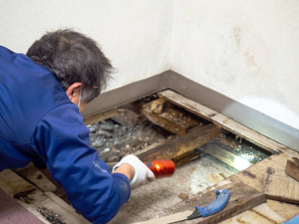 Best Industrial Mold Remediation in Williamsburg, PA