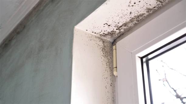 Trusted Williamsburg, PA Mold Remediation Experts