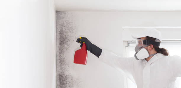 Best Post-Flood Mold Remediation in Williamsburg, PA
