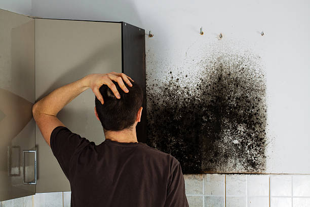 Best Attic Mold Remediation in Williamsburg, PA