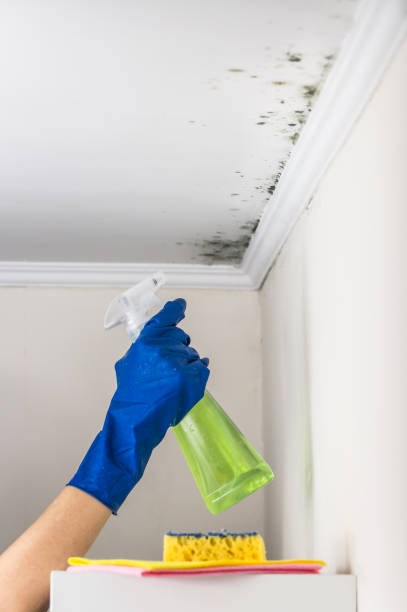 Best Residential Mold Remediation in Williamsburg, PA