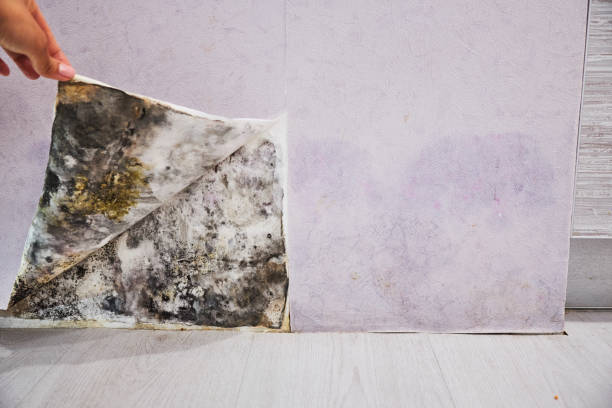 Best Basement Mold Remediation in Williamsburg, PA